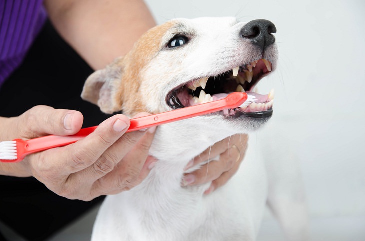 Money-Saving Tips for Pet Owners, Pet's Teeth