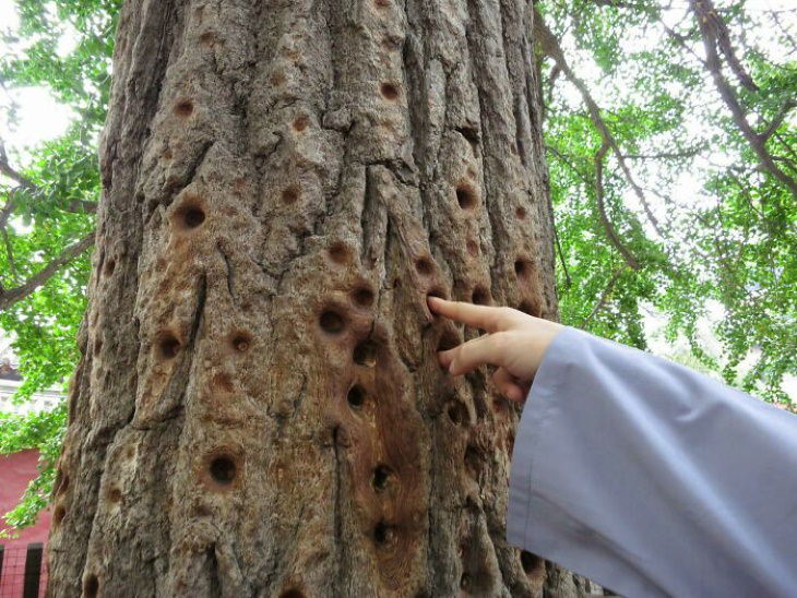 Old Objects Holes worn into a tree by Shaolin Monks