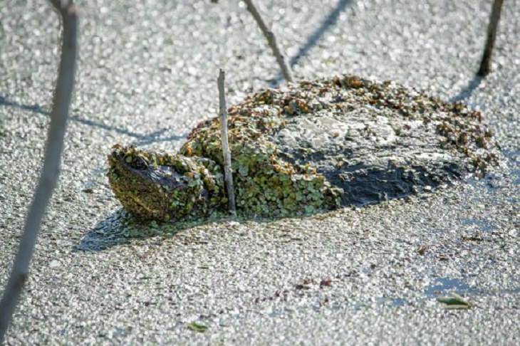 Nature Pics,  snapping turtle