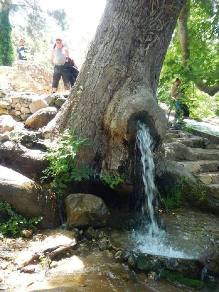 Nature Pics,stream  tree