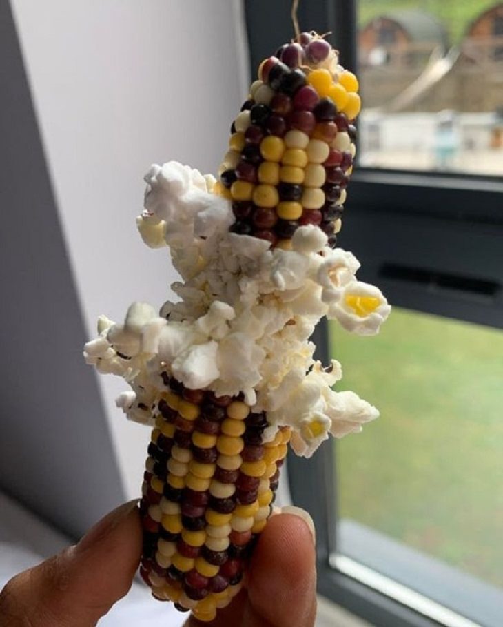 Nature Pics, corn