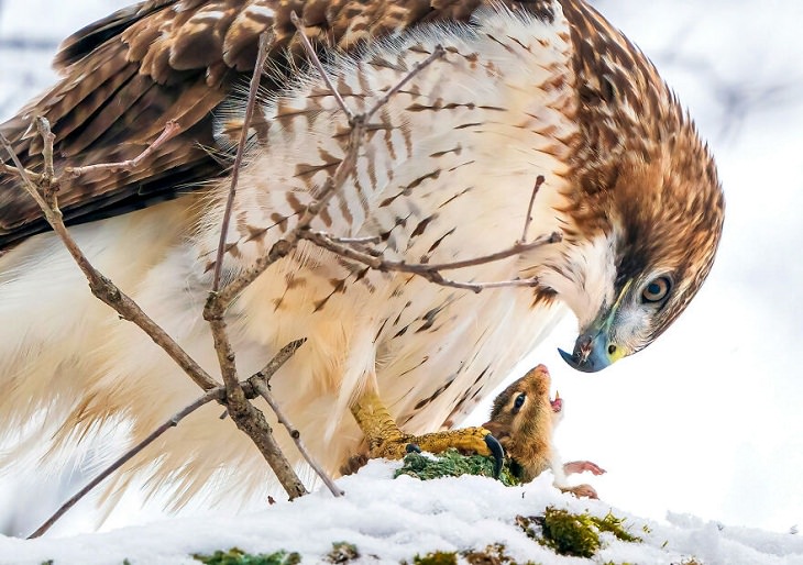 2021 Audubon Photography Awards Winners, Red-tailed Hawk 