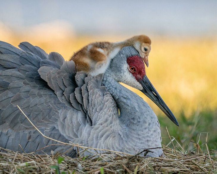 2021 Audubon Photography Awards Winners, Sandhill Crane