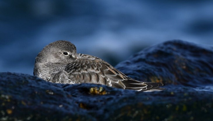 2021 Audubon Photography Awards Winners, 