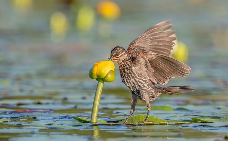 2021 Audubon Photography Awards Winners, Red-winged Blackbird 