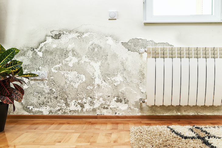 Why Your Basement Smells Musty and How to Eliminate It mold and mildew