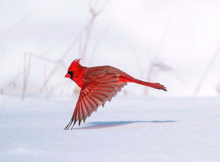 2021 Audubon Photography Awards Winners, Northern Cardinal 