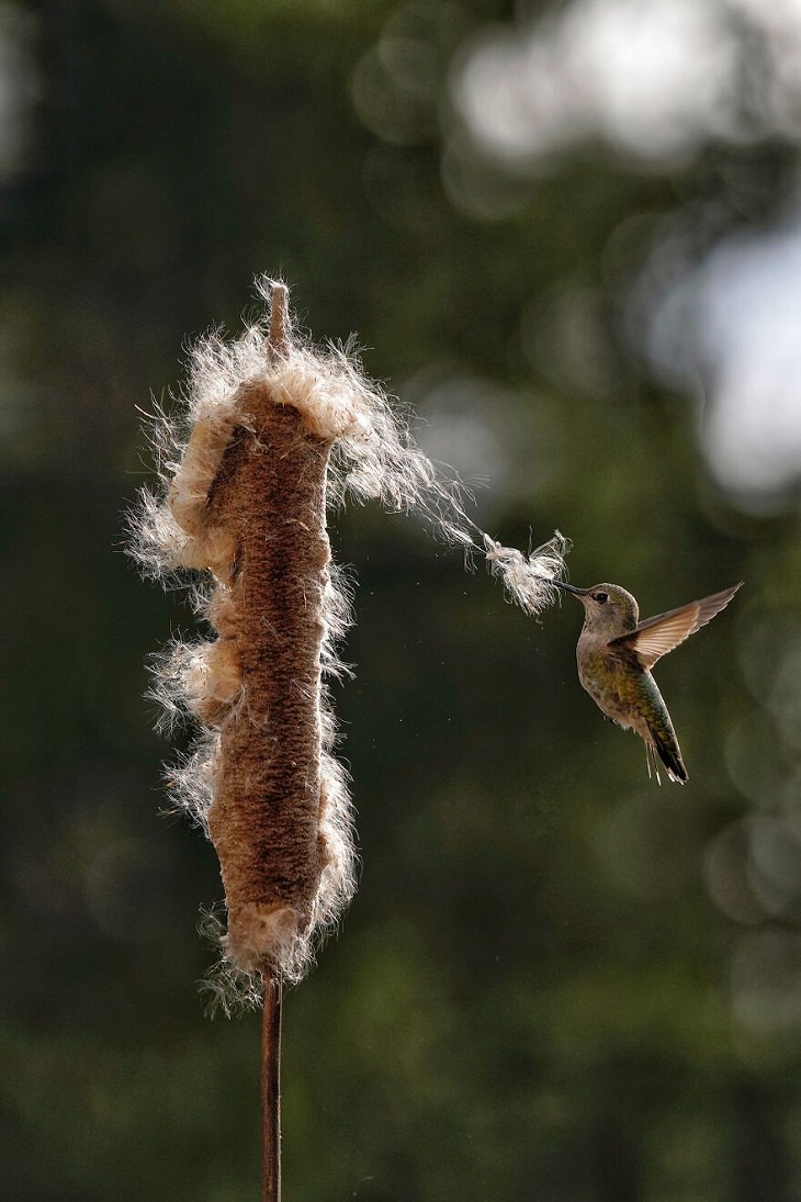 2021 Audubon Photography Awards Winners, Anna’s Hummingbirds