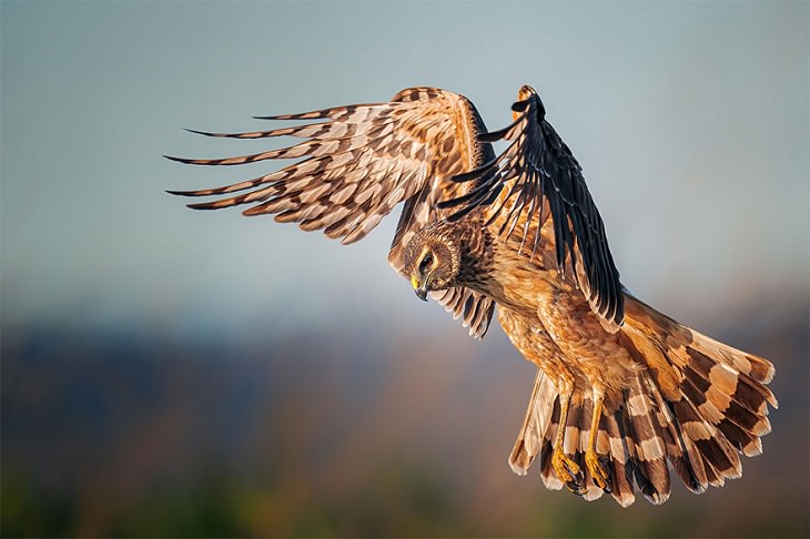 2021 Audubon Photography Awards Winners, Northern Harrier