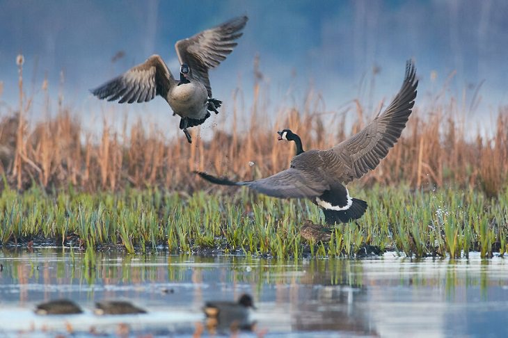 2021 Audubon Photography Awards Winners, Canada Geese