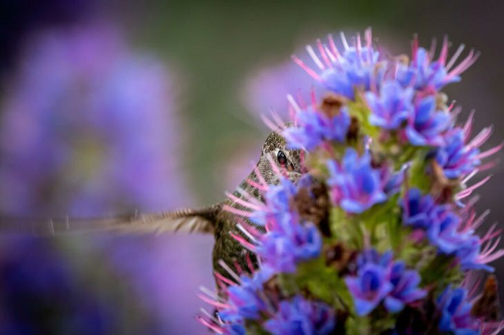 2021 Audubon Photography Awards Winners, Anna’s Hummingbird 