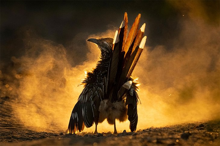2021 Audubon Photography Awards Winners, Greater Roadrunner