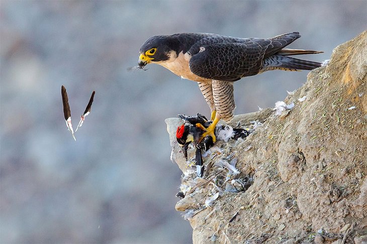 2021 Audubon Photography Awards Winners, Peregrine Falcon