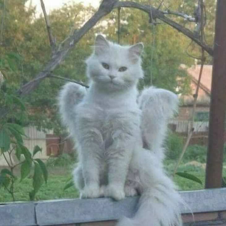 Weird and funny cats angel cat