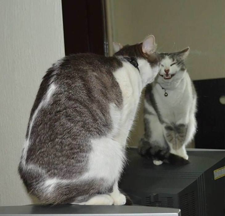 Weird and funny cats smile in mirror