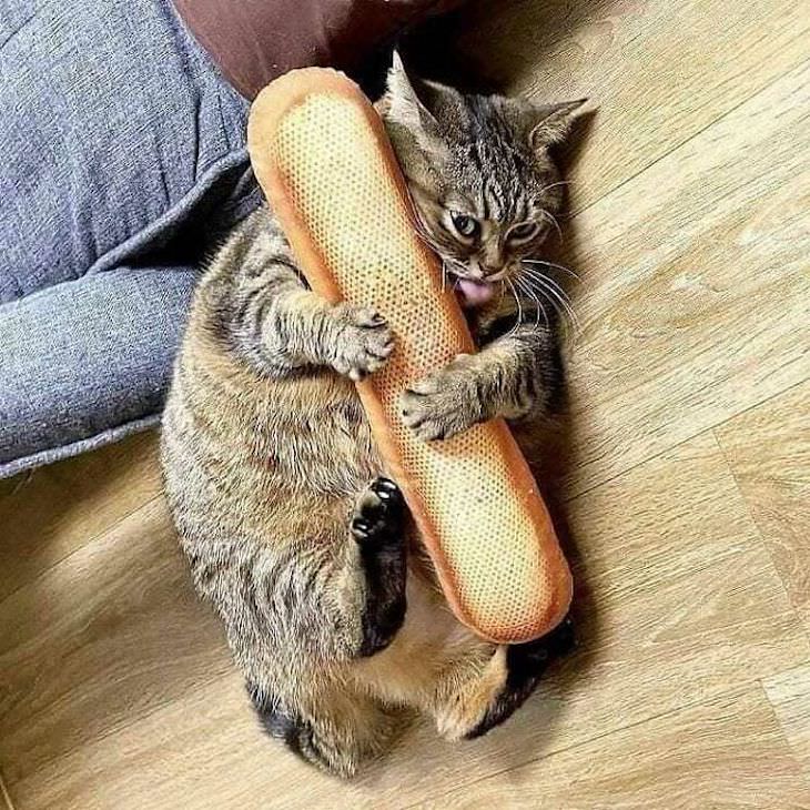Weird and funny cats baguette