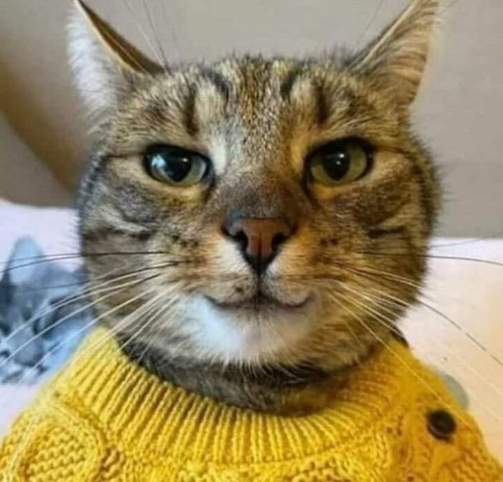 Weird and funny cats cat with jumper