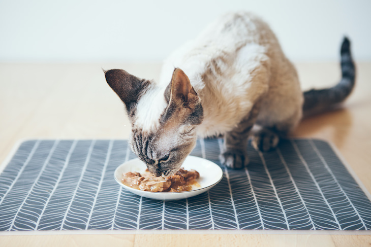 Interesting facts cat eating tuna