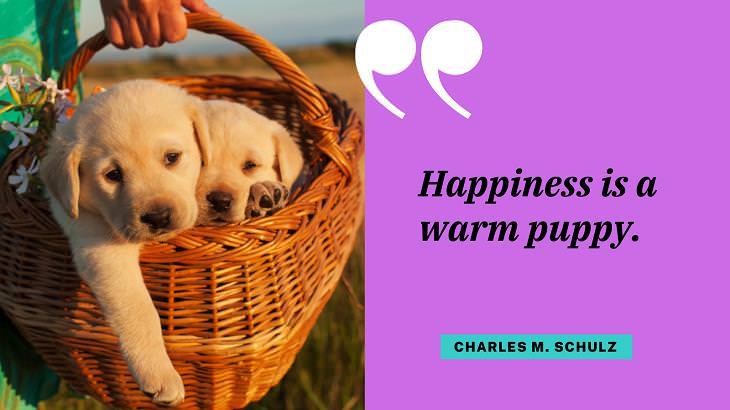 Cute Dog Quotes, puppies