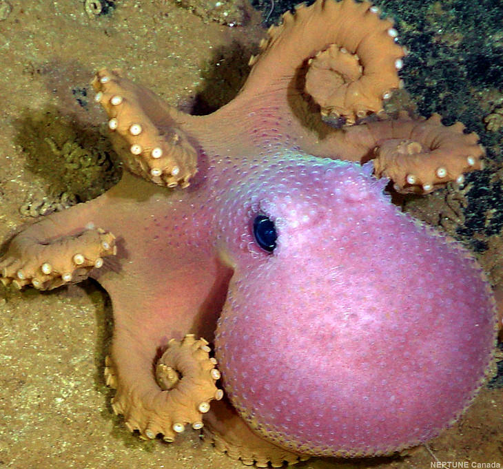 Interesting facts octopus