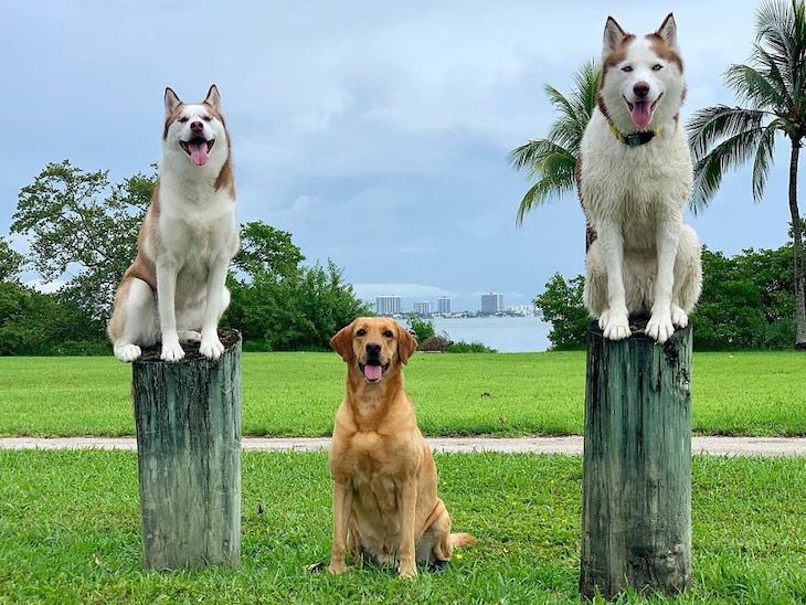 Perfect Group Dog Photos odd one out