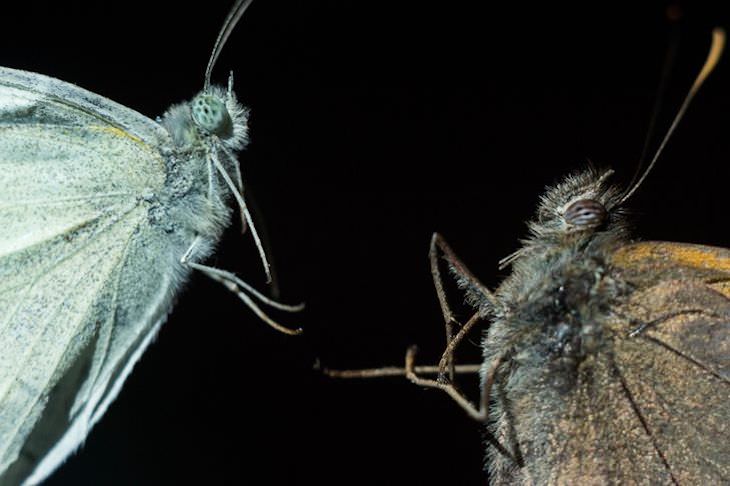 Ordinary Objects Through Microscopic Lens butterflies