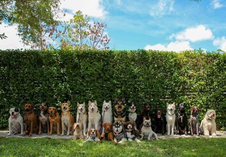 Perfect Group Dog Photos lawn