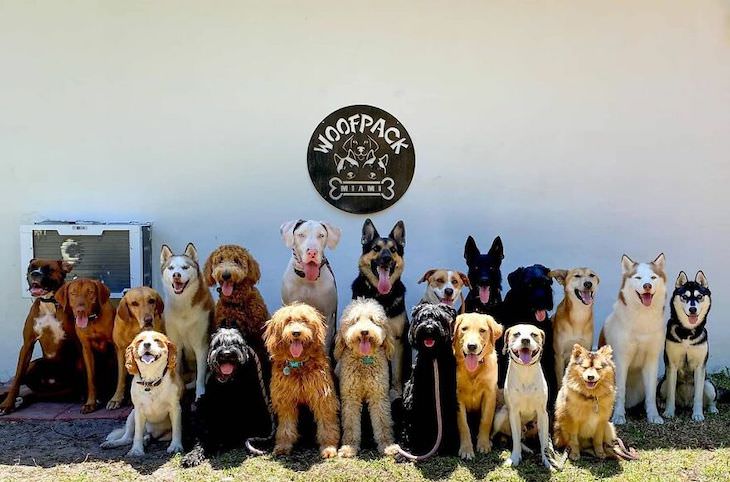 Perfect Group Dog Photos yearbook