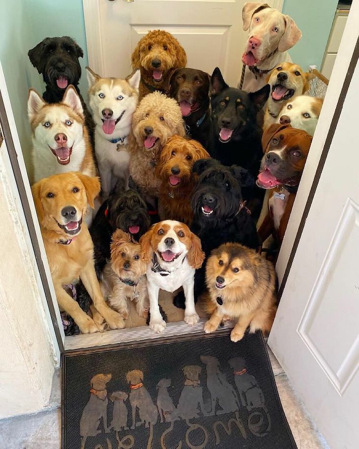 Perfect Group Dog Photos doorstep
