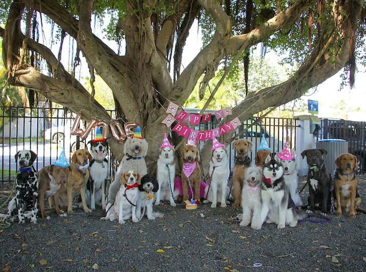 Perfect Group Dog Photos birthday party