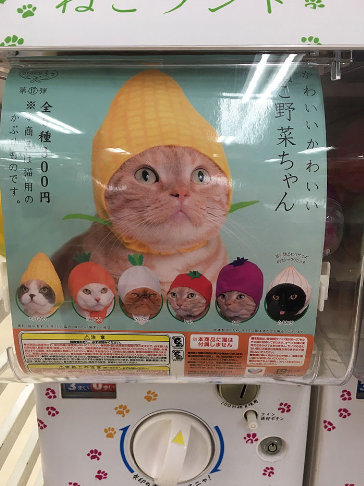 Vending Machines cat hats that look like vegetables