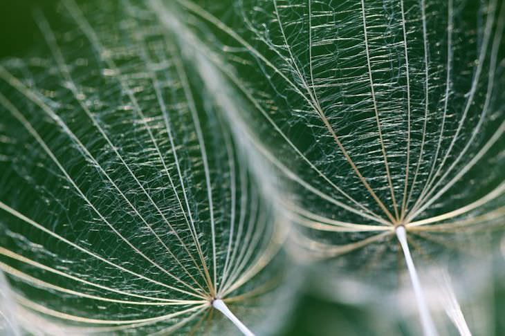 Ordinary Objects Through Microscopic Lens dandelion