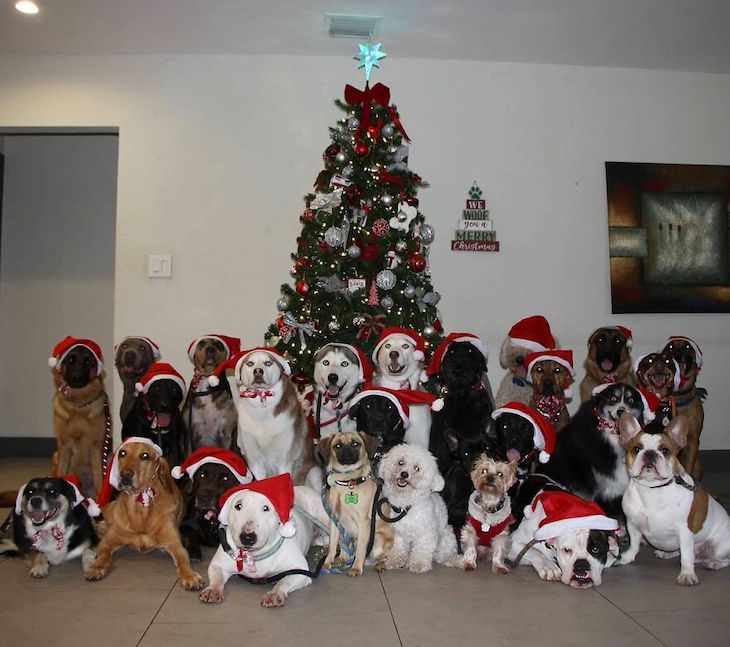 Perfect Group Dog Photos christmas