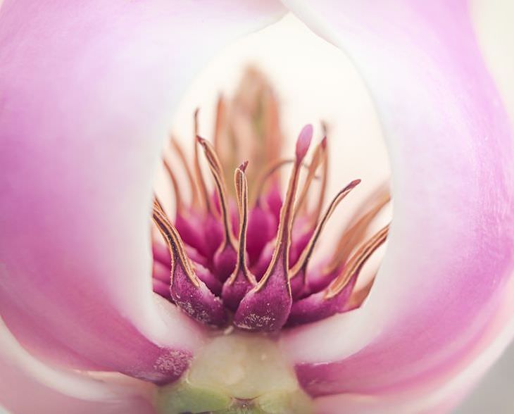 Ordinary Objects Through Microscopic Lens magnolia