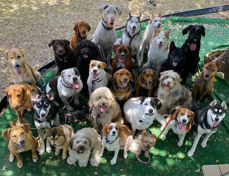 Perfect Group Dog Photos