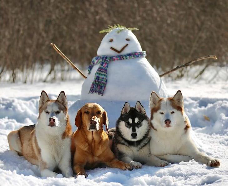 Perfect Group Dog Photos snow man