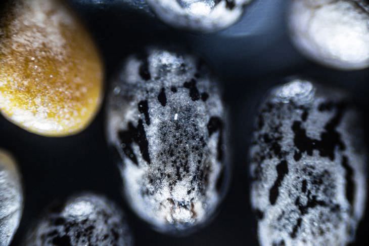 Ordinary Objects Through Microscopic Lens chia seeds