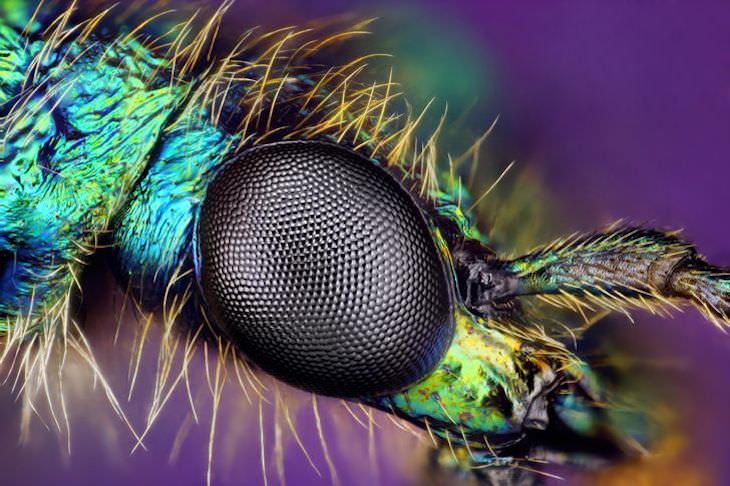 Ordinary Objects Through Microscopic Lens insect eye