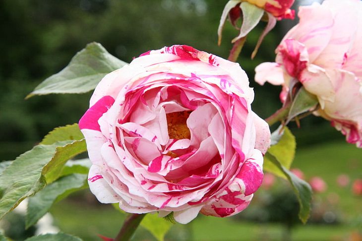 Low Maintenance Rose Varieties, Scentimental
