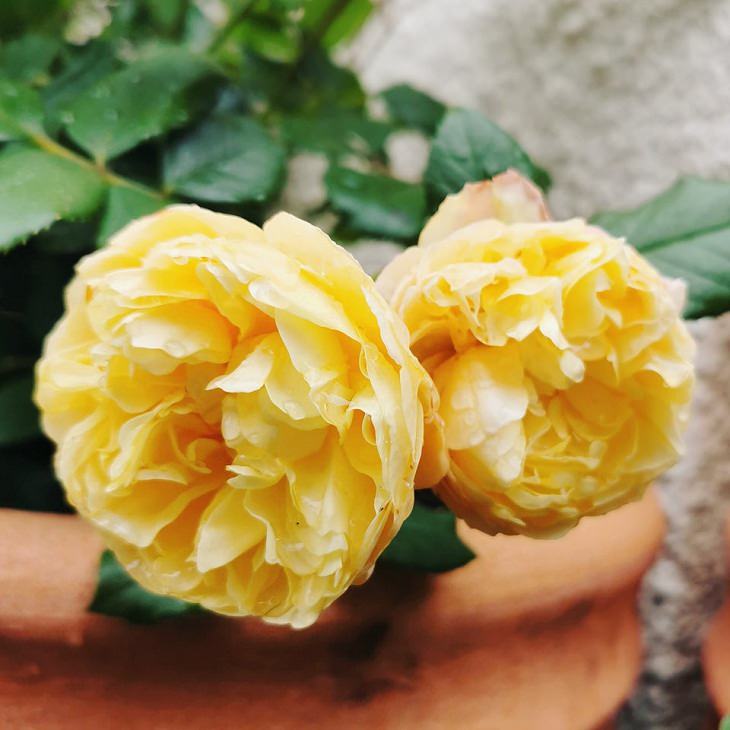 Low Maintenance Rose Varieties, Roald Dahl’