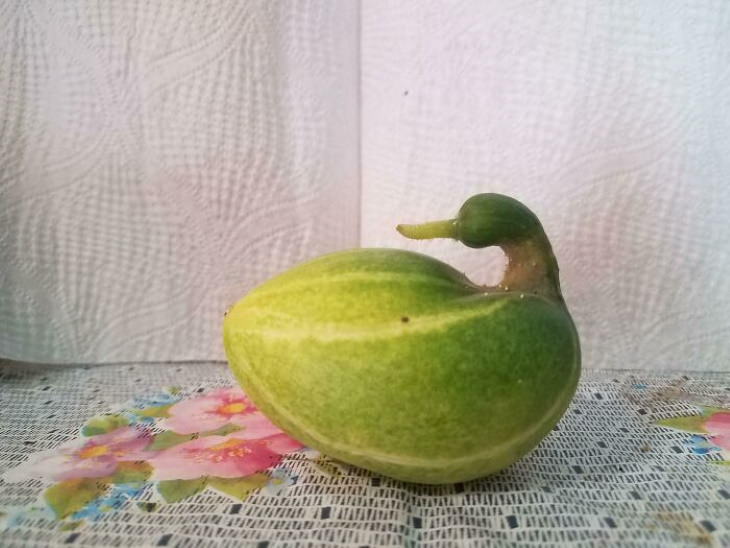 Oddly Shaped Fruits and Veggies cucumber duck