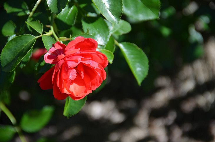 Low Maintenance Rose Varieties, 'Flower Carpet Scarlet'