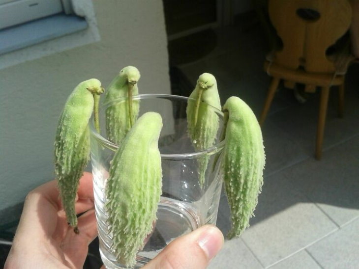 Oddly Shaped Fruits and Veggies milkweed parrots