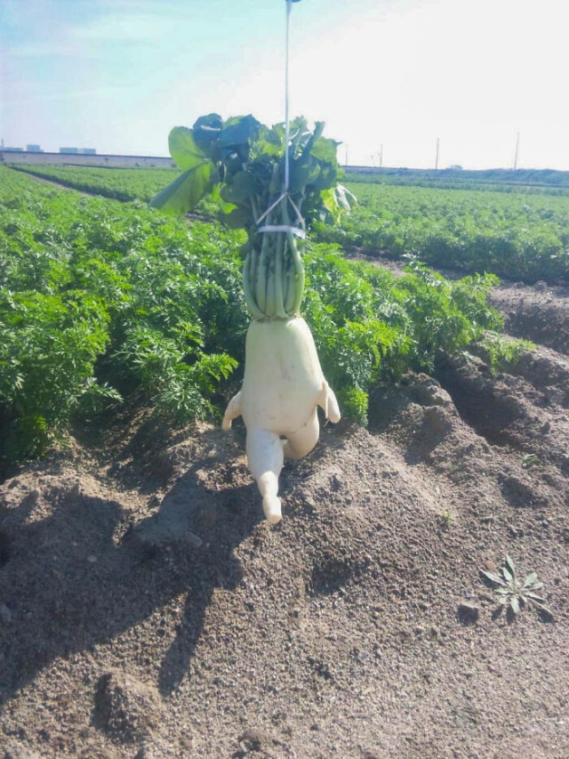 Oddly Shaped Fruits and Veggies radish