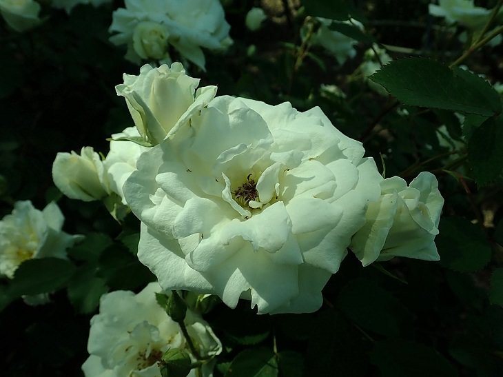 Low Maintenance Rose Varieties, 'Snowdrift’