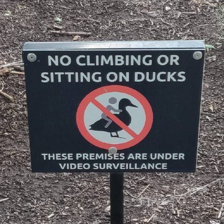 Funny Signs, ducks