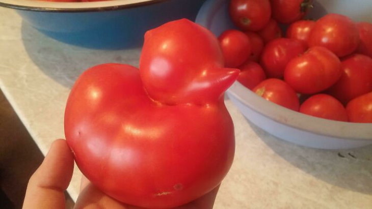 Oddly Shaped Fruits and Veggies tomato duck