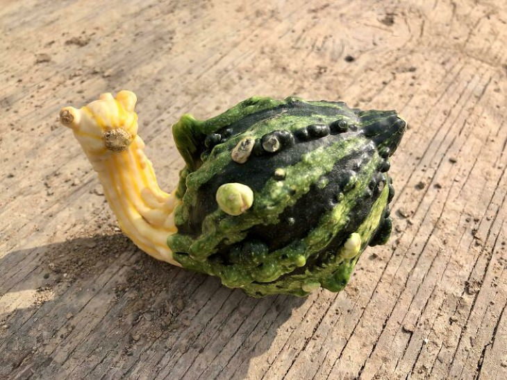 Oddly Shaped Fruits and Veggies snail gourd