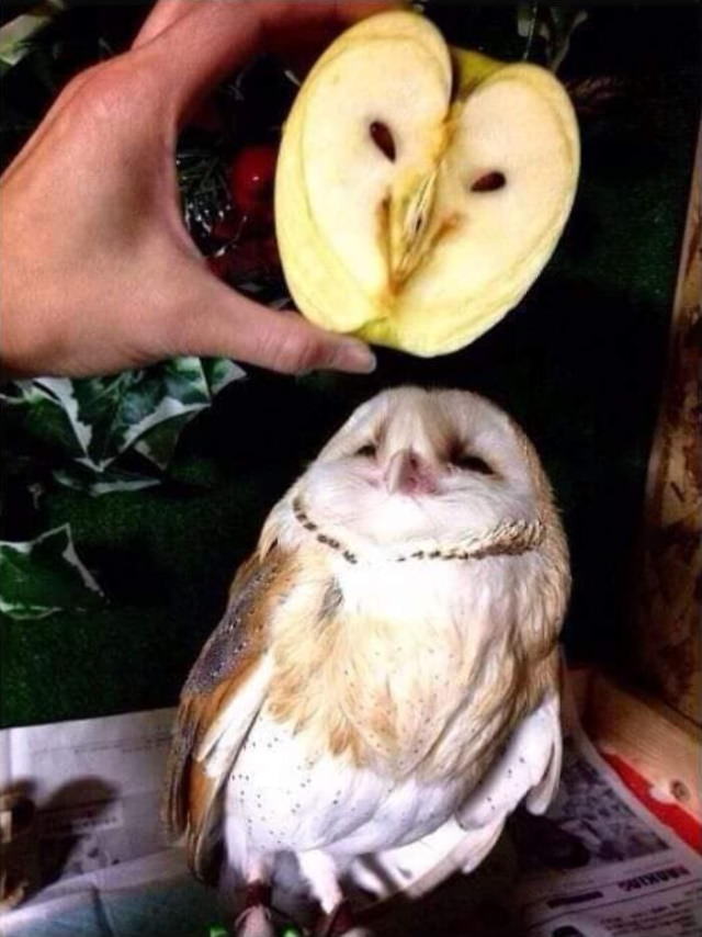 Oddly Shaped Fruits and Veggies owl apple