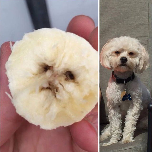 Oddly Shaped Fruits and Veggies banana dog